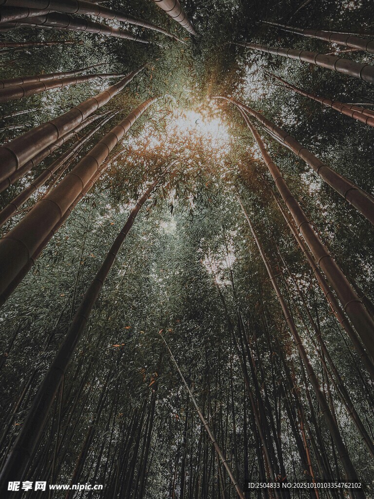 神秘森林中的光线奇观