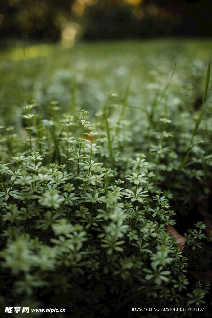绿意盎然的草地植物景观