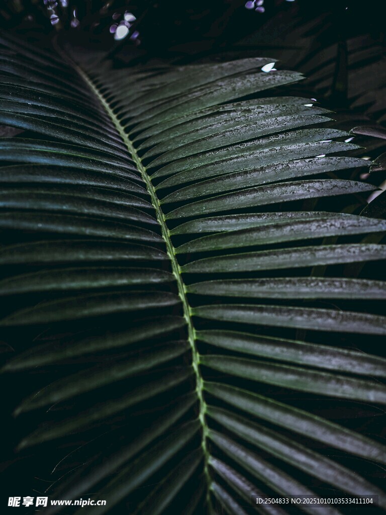 深绿棕榈叶特写