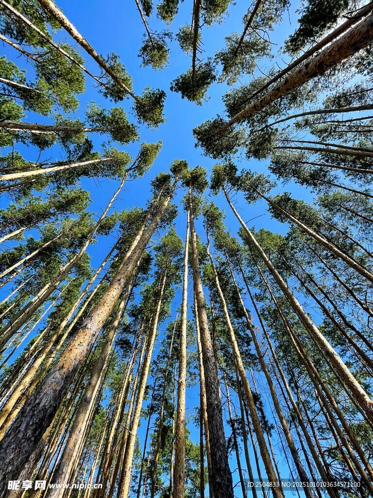 仰望挺拔高耸的松树林