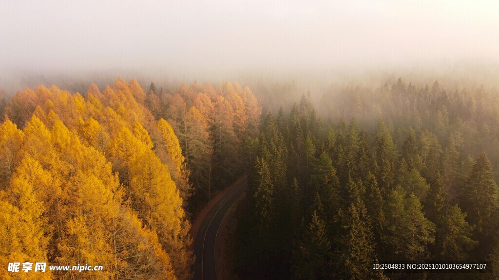 秋日雾中双色森林美景
