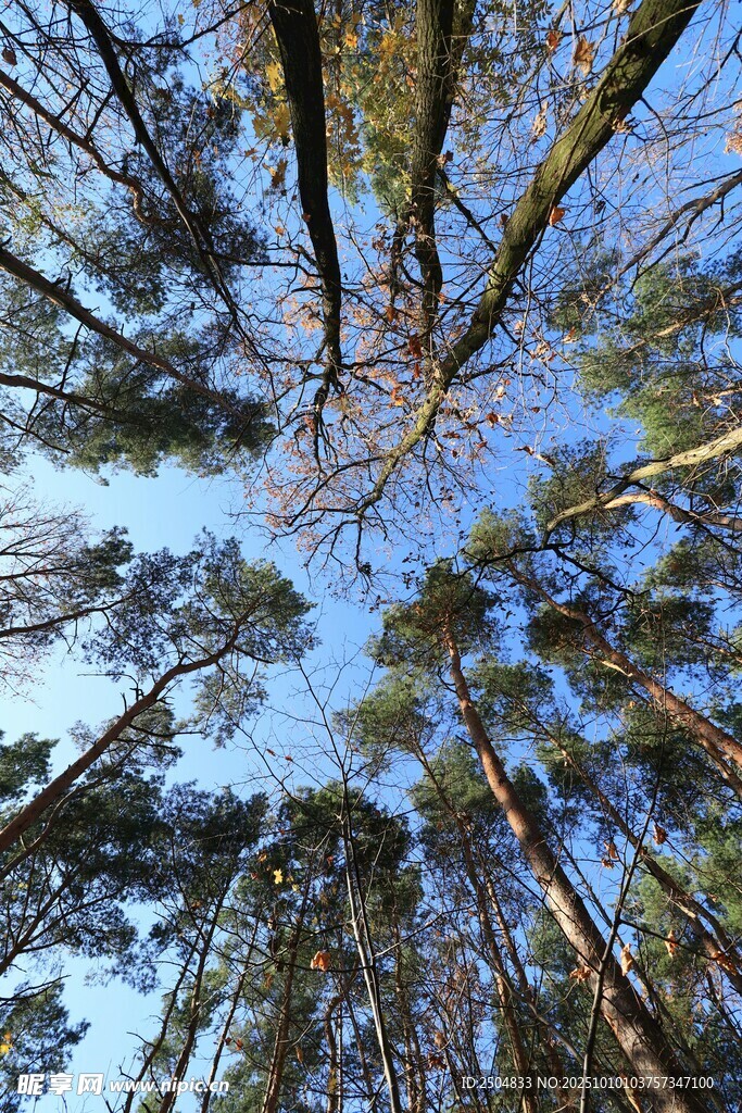 仰视森林树木与蓝天