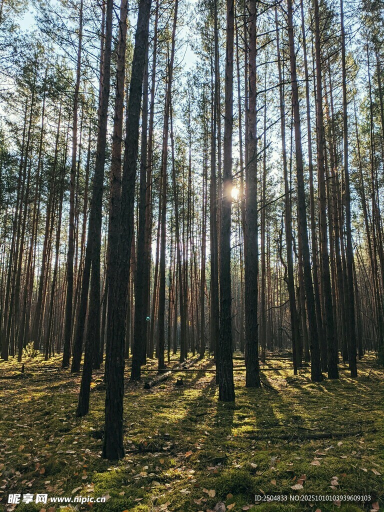 阳光洒落的静谧松树林