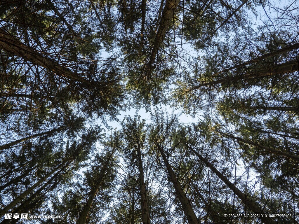 仰视森林树木的壮观景象