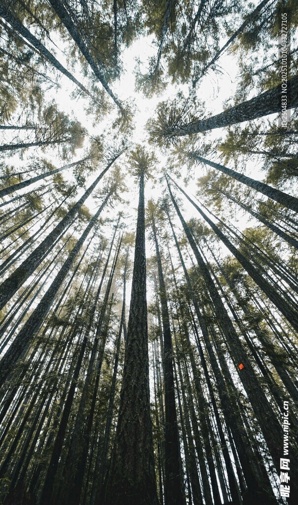 阳光洒落茂密竹林景象
