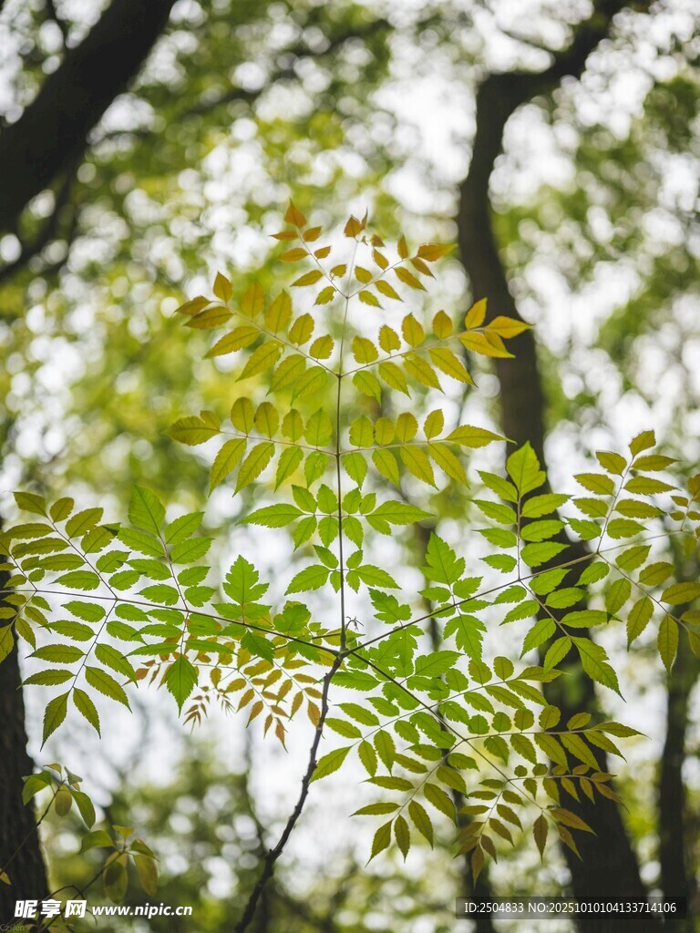 阳光下的翠绿枝叶