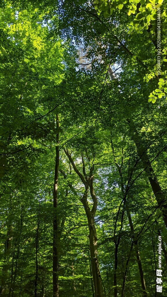 夏日茂密森林绿意盎然