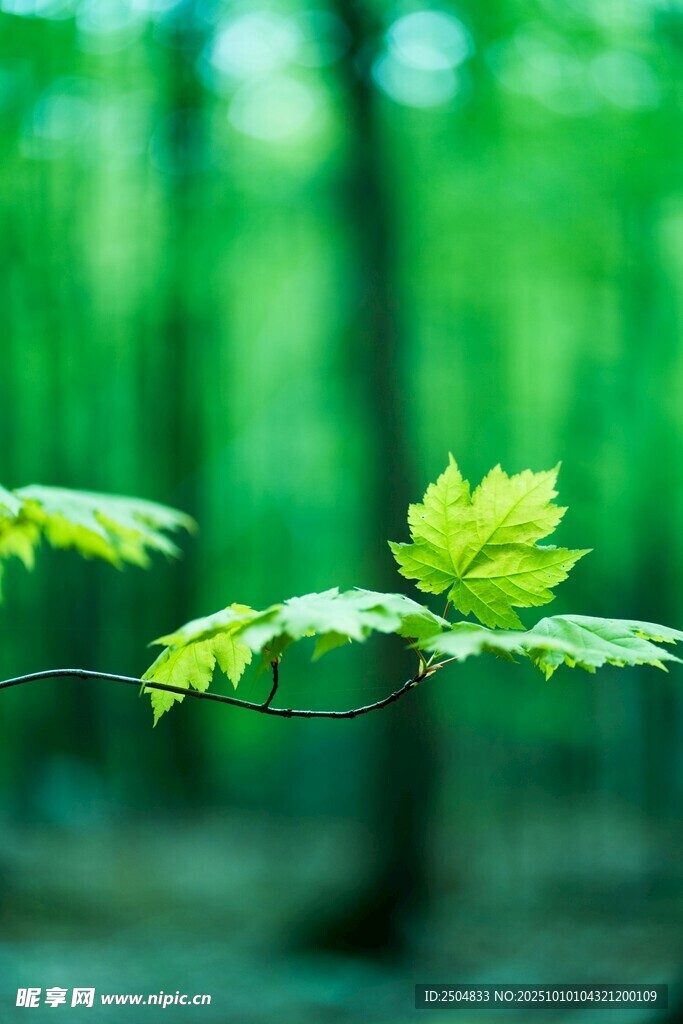 嫩绿叶片于林间清新绽放