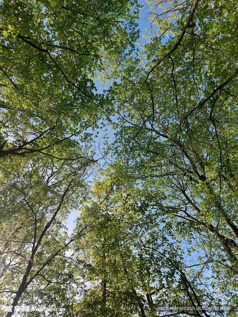 仰视茂密树林树冠景观