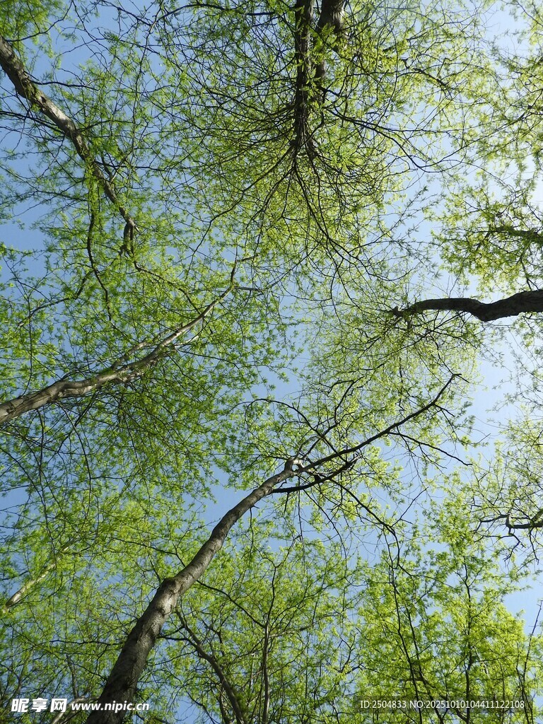 仰视葱郁树林的清新景象