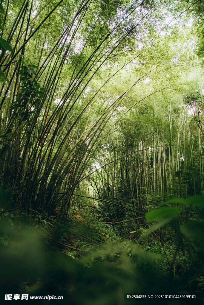 翠绿竹林间的自然美景