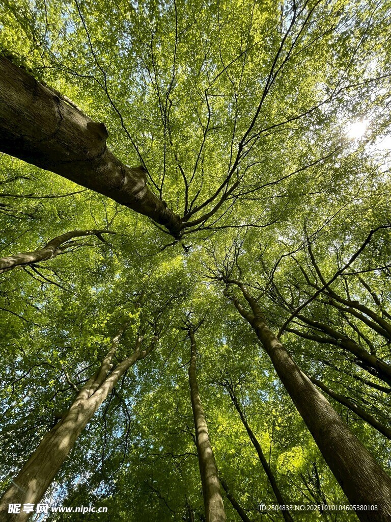 仰视茂密森林树冠美景