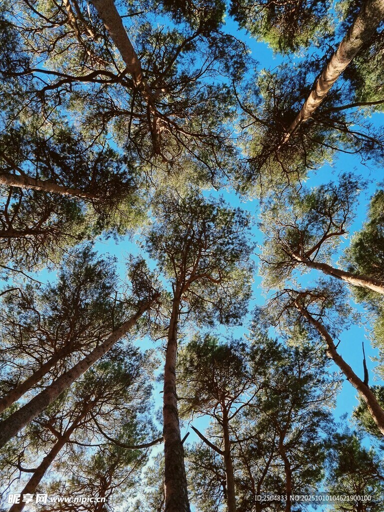 仰望森林树冠的美丽景象