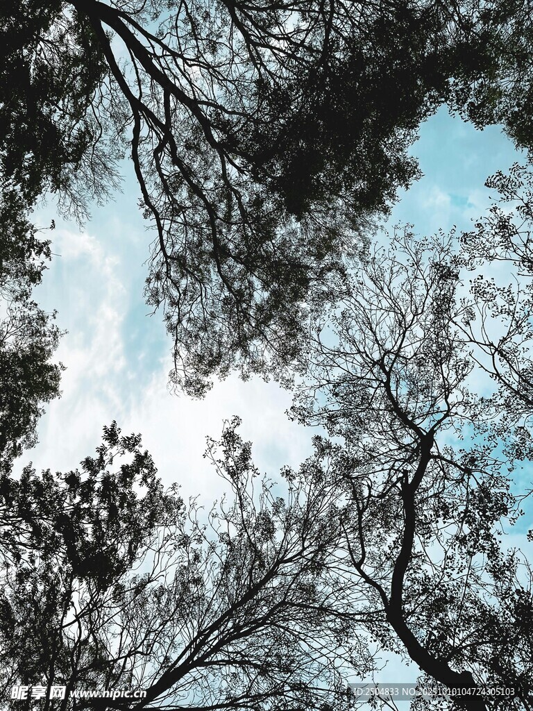 仰望树冠下的蓝天与枝叶