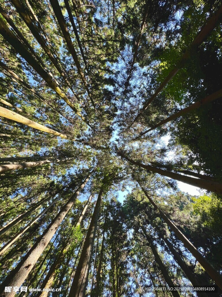 仰望茂密挺拔的竹林