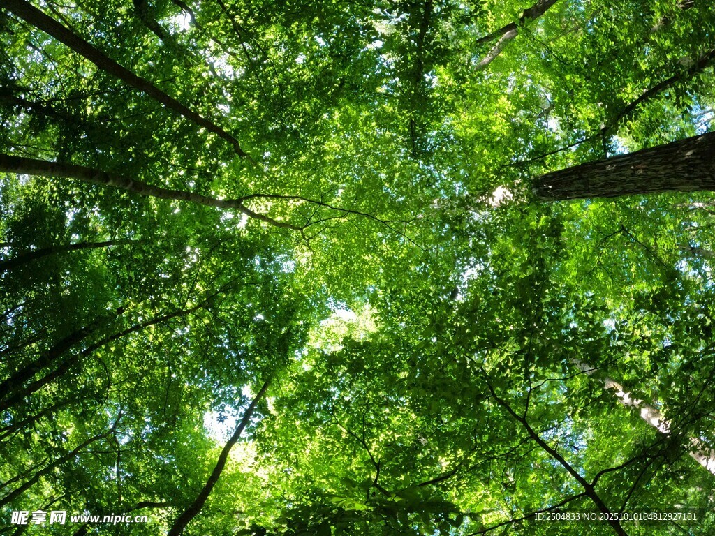 仰视葱郁森林树冠美景