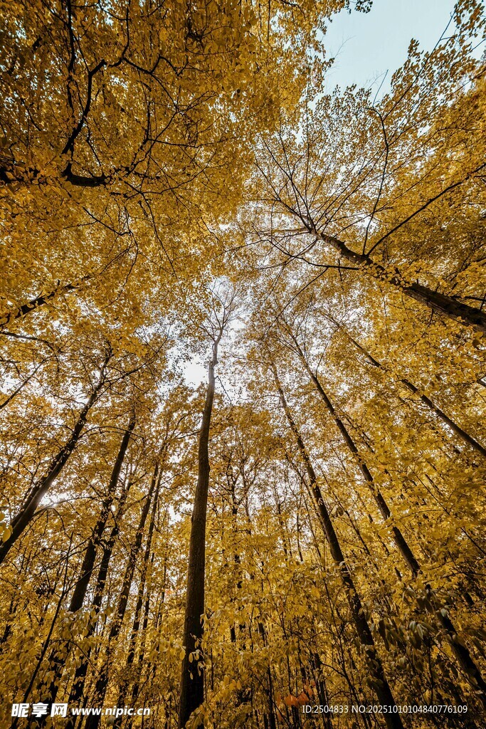 秋日金黄树林仰视美景