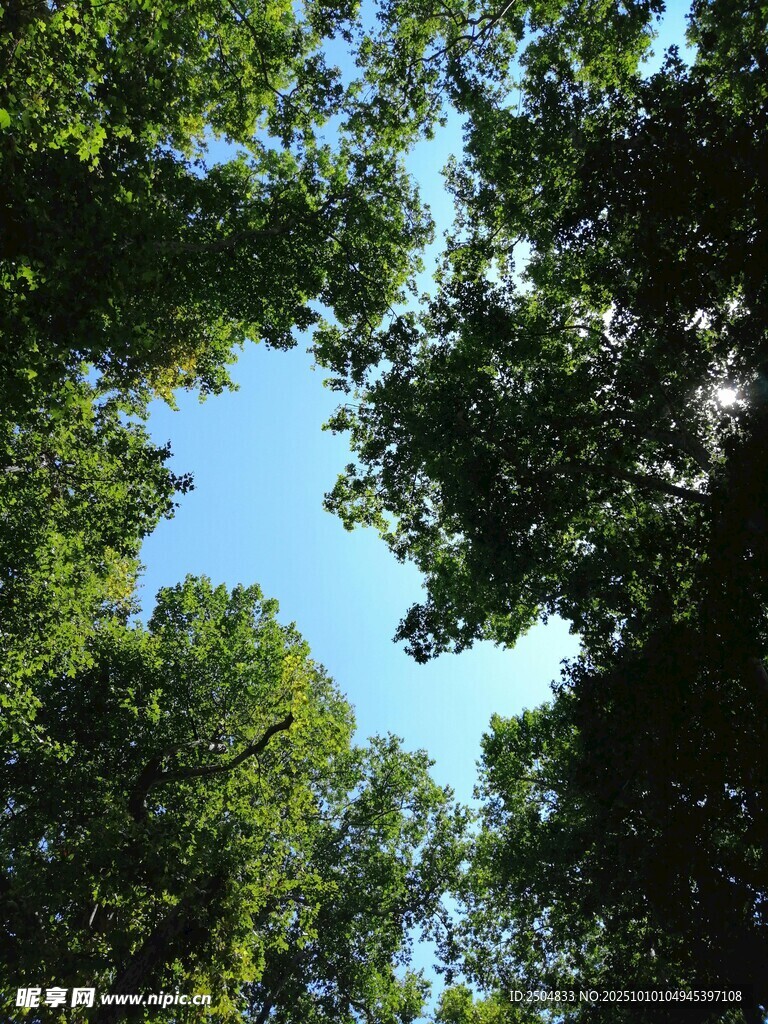 仰望茂密树林中的蓝天