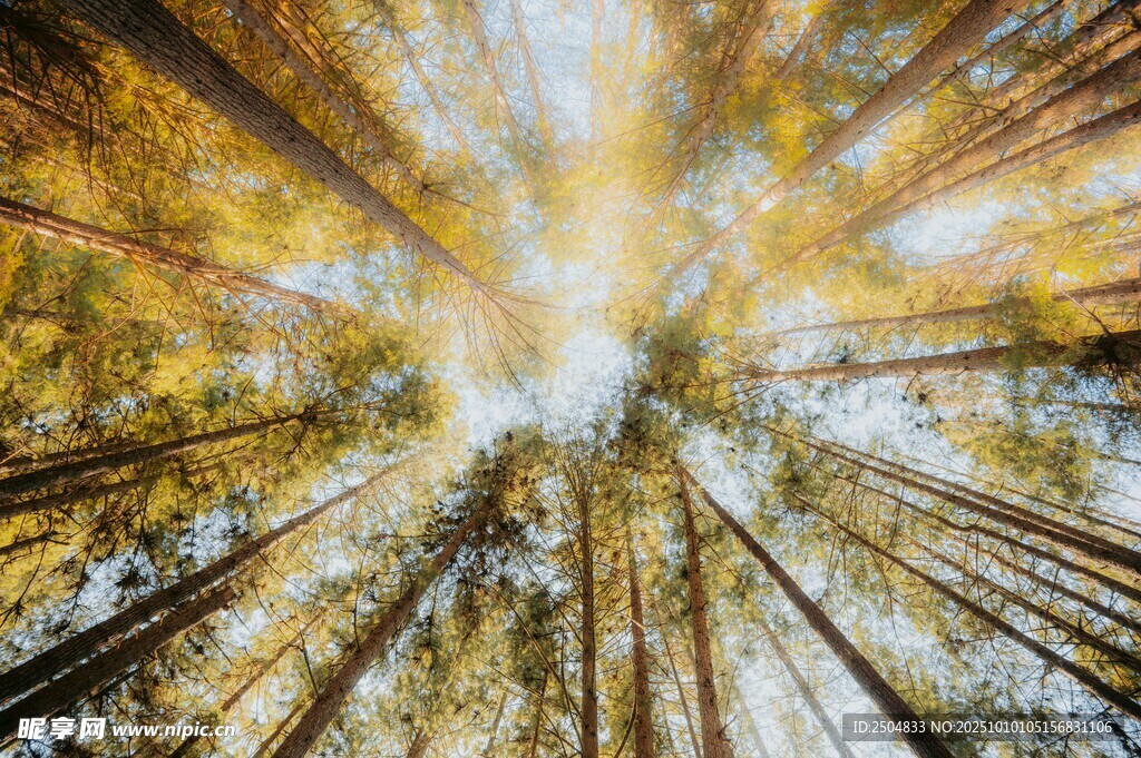阳光穿透森林的梦幻景象