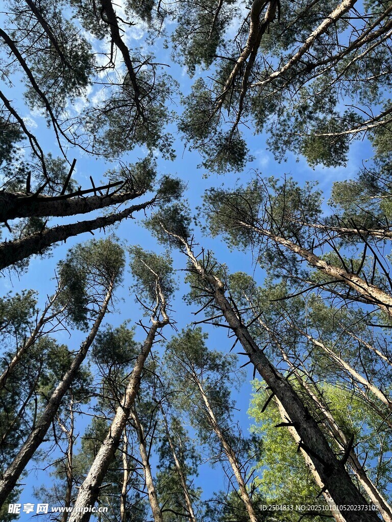 仰望森林中的高耸树木