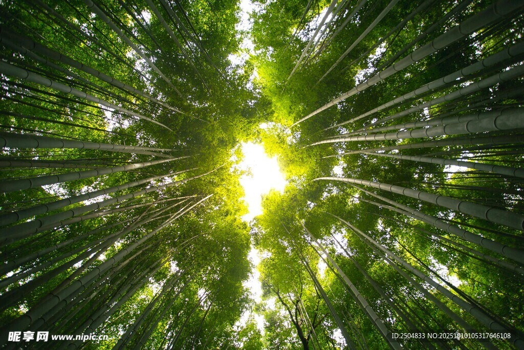 阳光穿透森林的梦幻景致