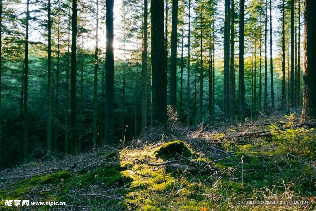 阳光洒落的静谧森林