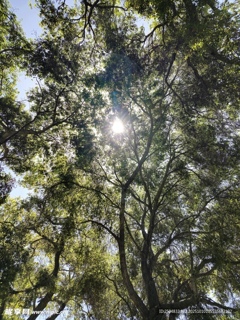 阳光透过树叶洒下的美景