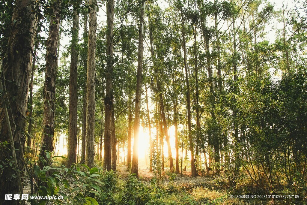 阳光透过树林的静谧美景