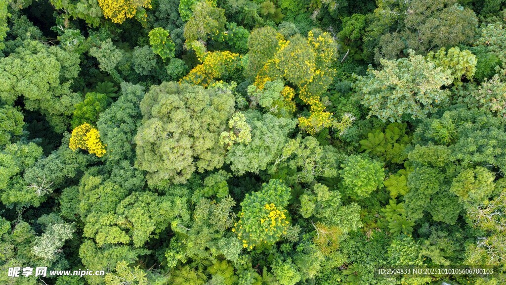 俯瞰繁茂绿植景观