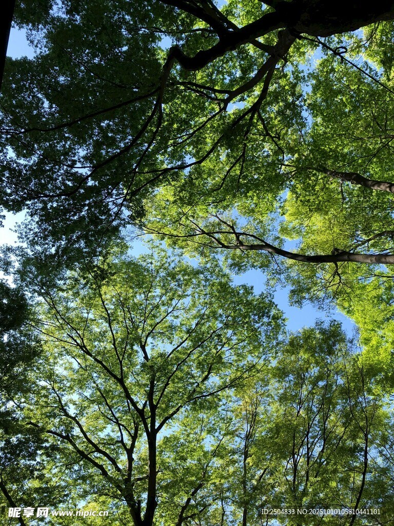 仰视茂密树林树冠