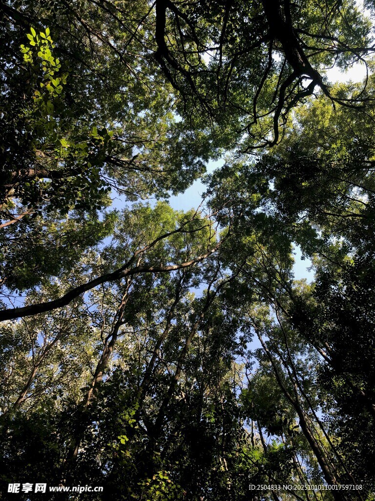 仰视茂密树冠景象
