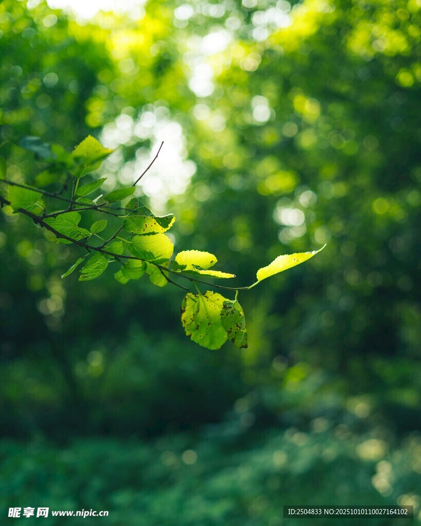 阳光下的翠绿树叶