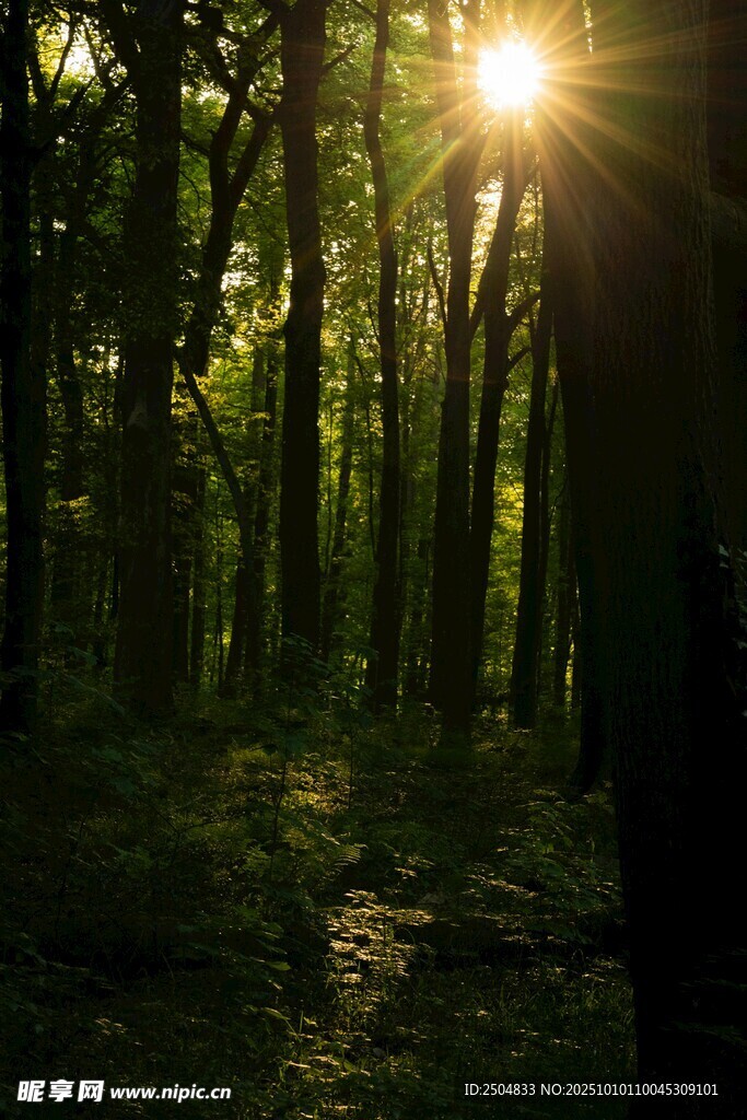 阳光穿透树林的静谧美景