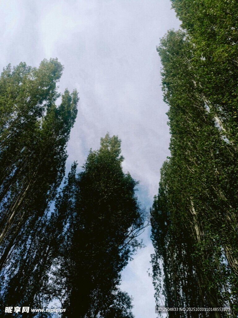 仰视葱郁挺拔的树木