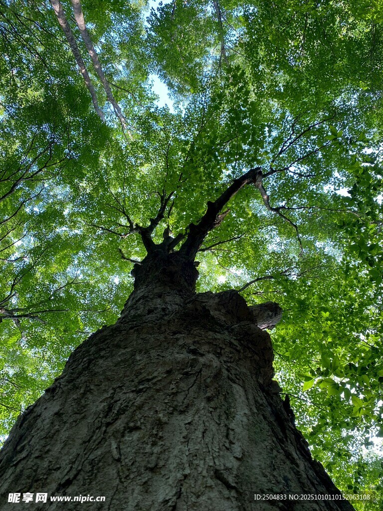 仰望参天大树