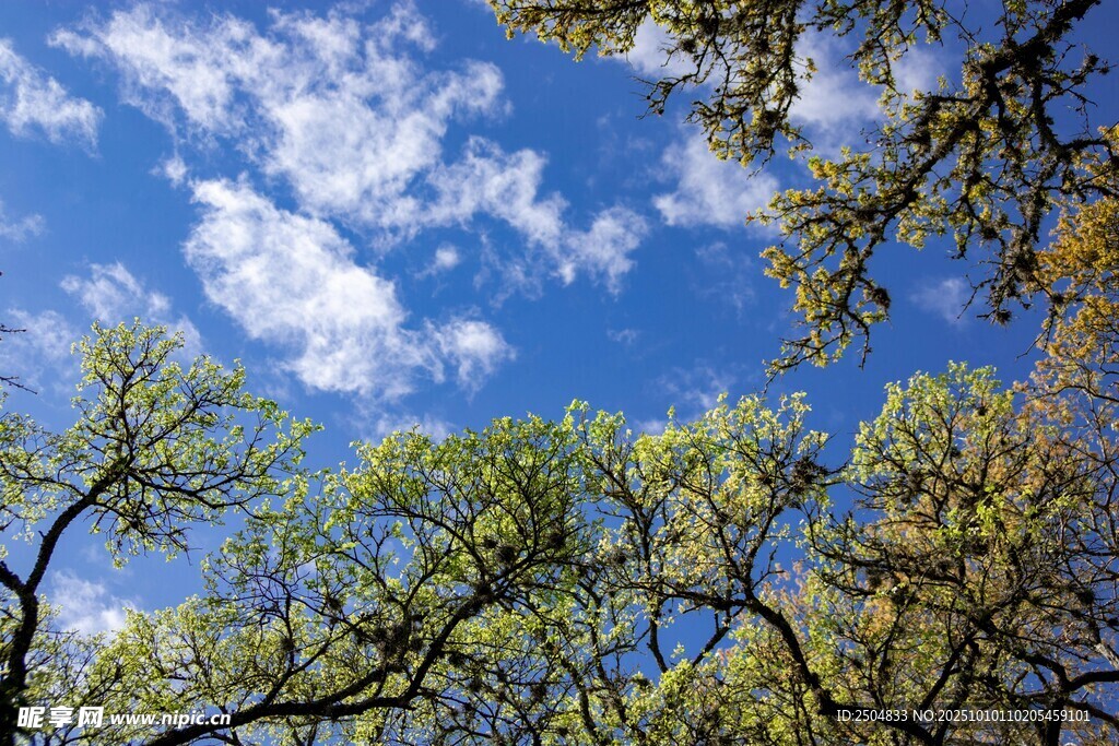 仰望蓝天绿树美景