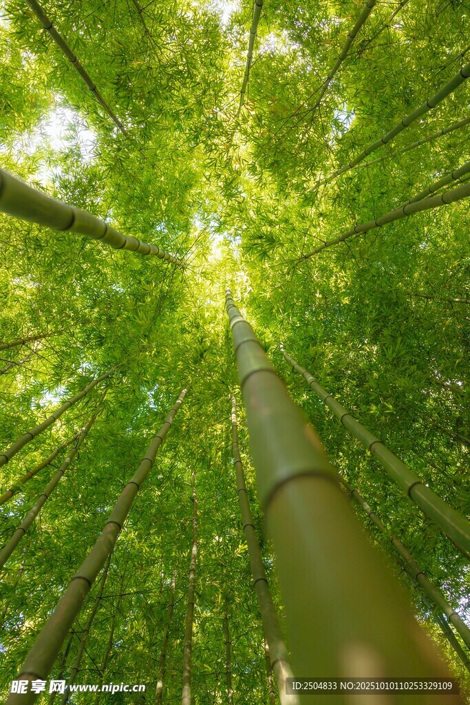 仰望翠绿竹林生机盎然