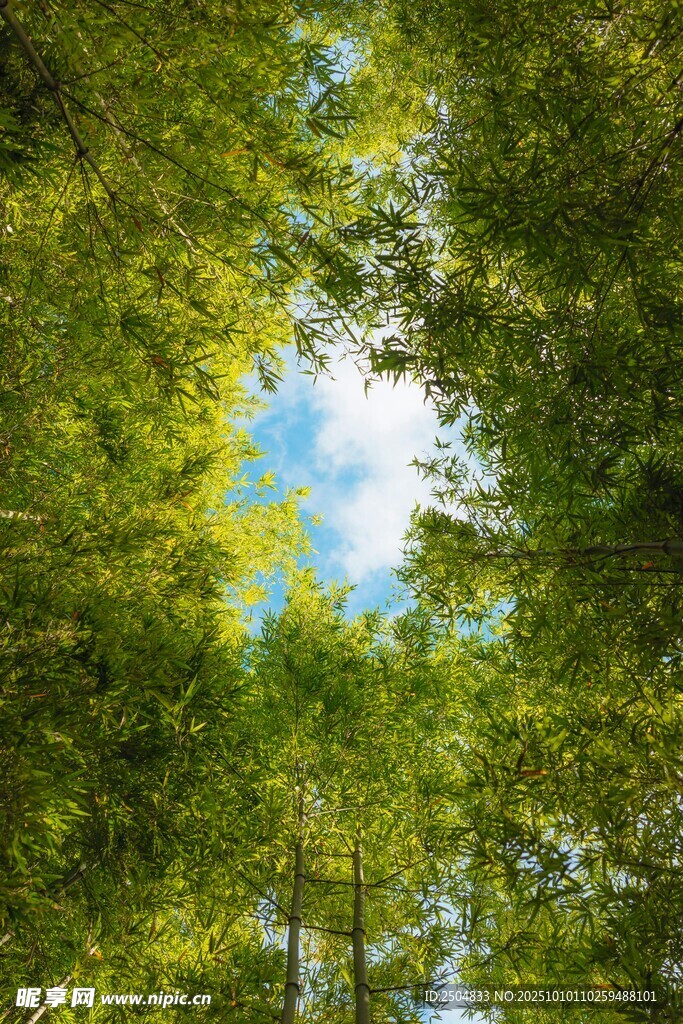 仰望葱郁林间的蔚蓝天空
