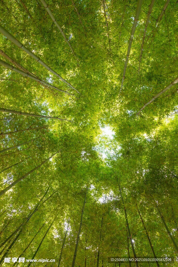 仰视葱郁森林树冠美景