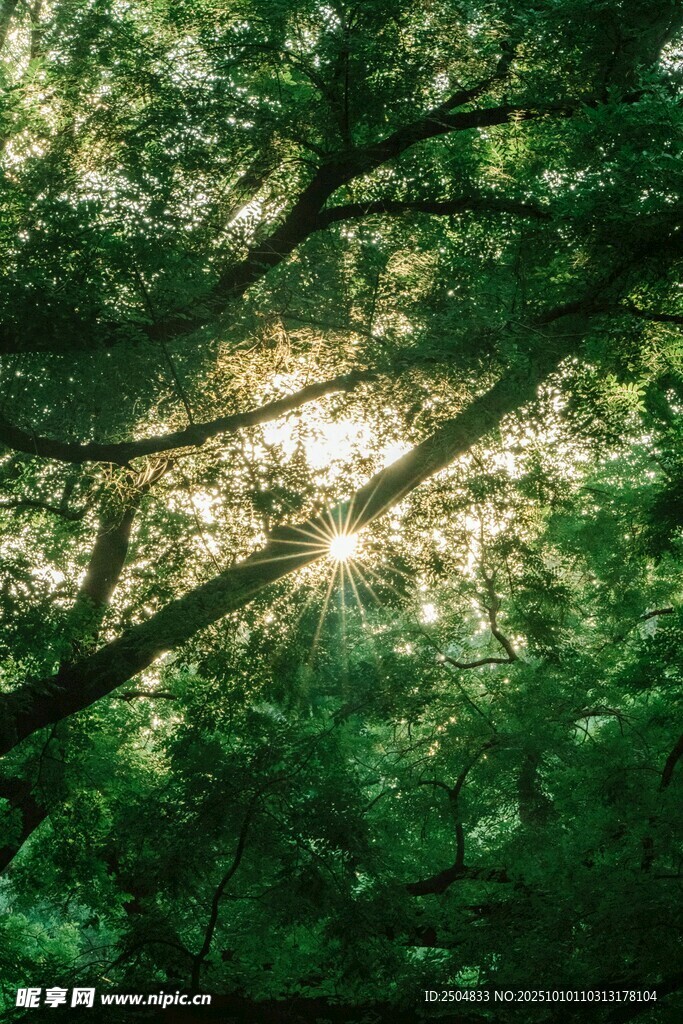 阳光穿透绿意盎然的树林
