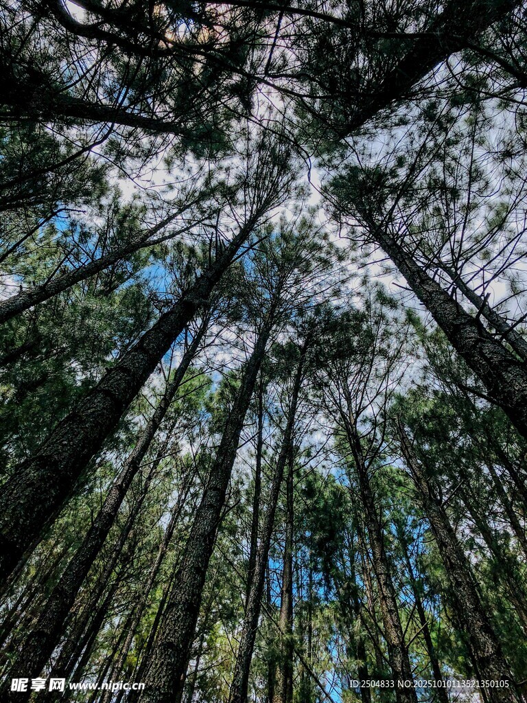 仰视茂密森林树木景观