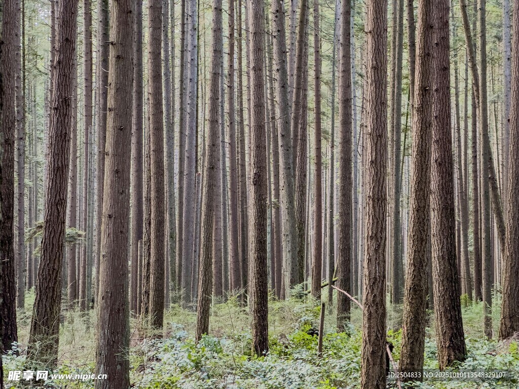 茂密树林中的挺拔树木