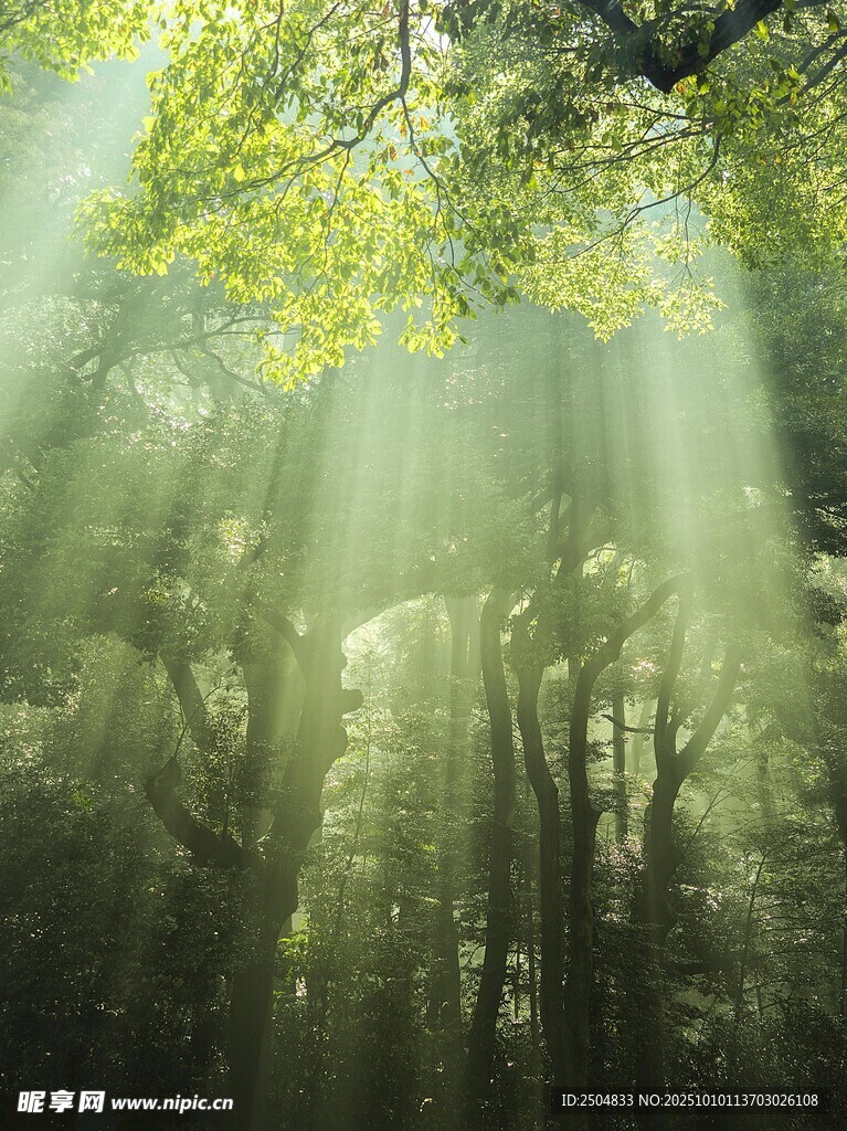林间阳光洒落的静谧美景
