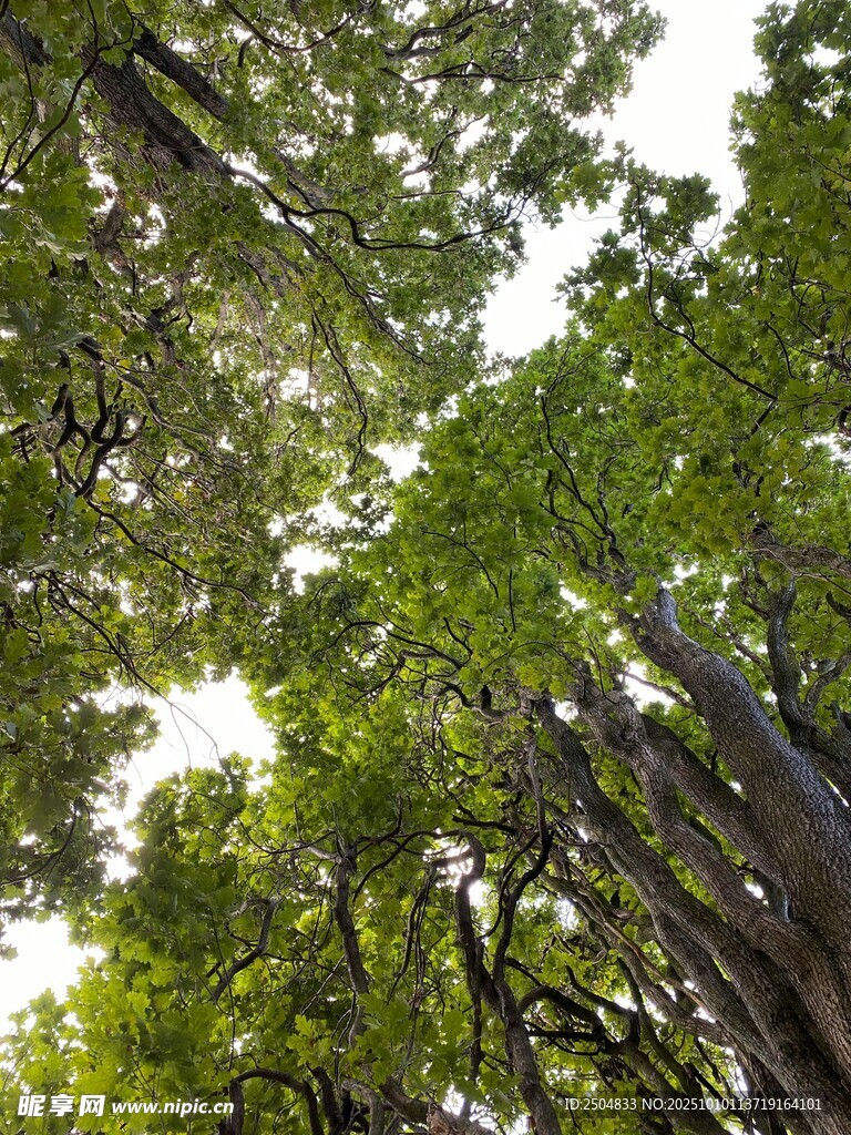 仰视茂密繁茂的高大树木