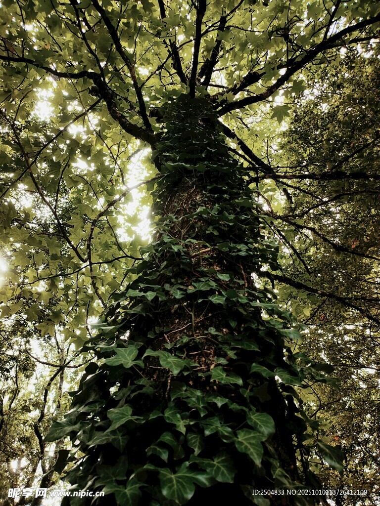 仰视繁茂大树与缠绕藤蔓
