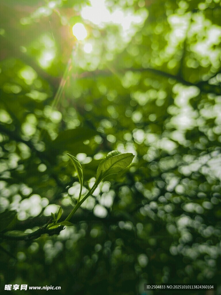 阳光透过绿叶的美好景象