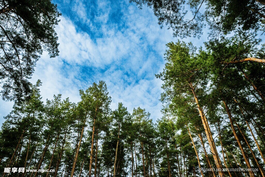 仰望森林蓝天美景