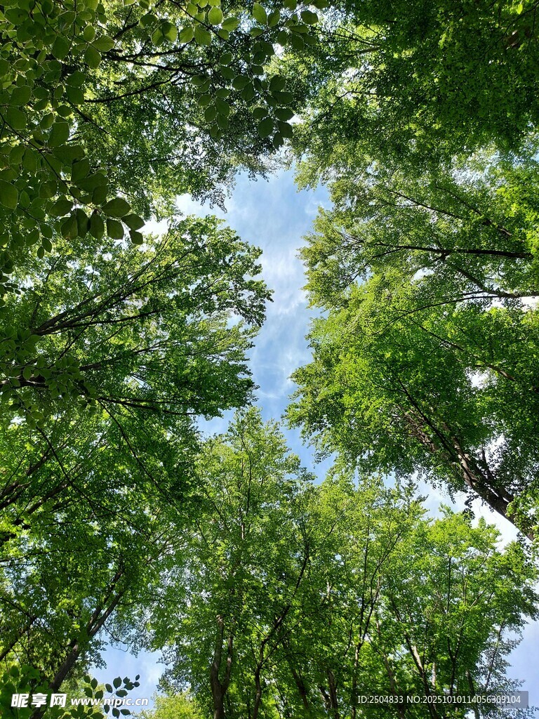 仰视葱郁树林蓝天