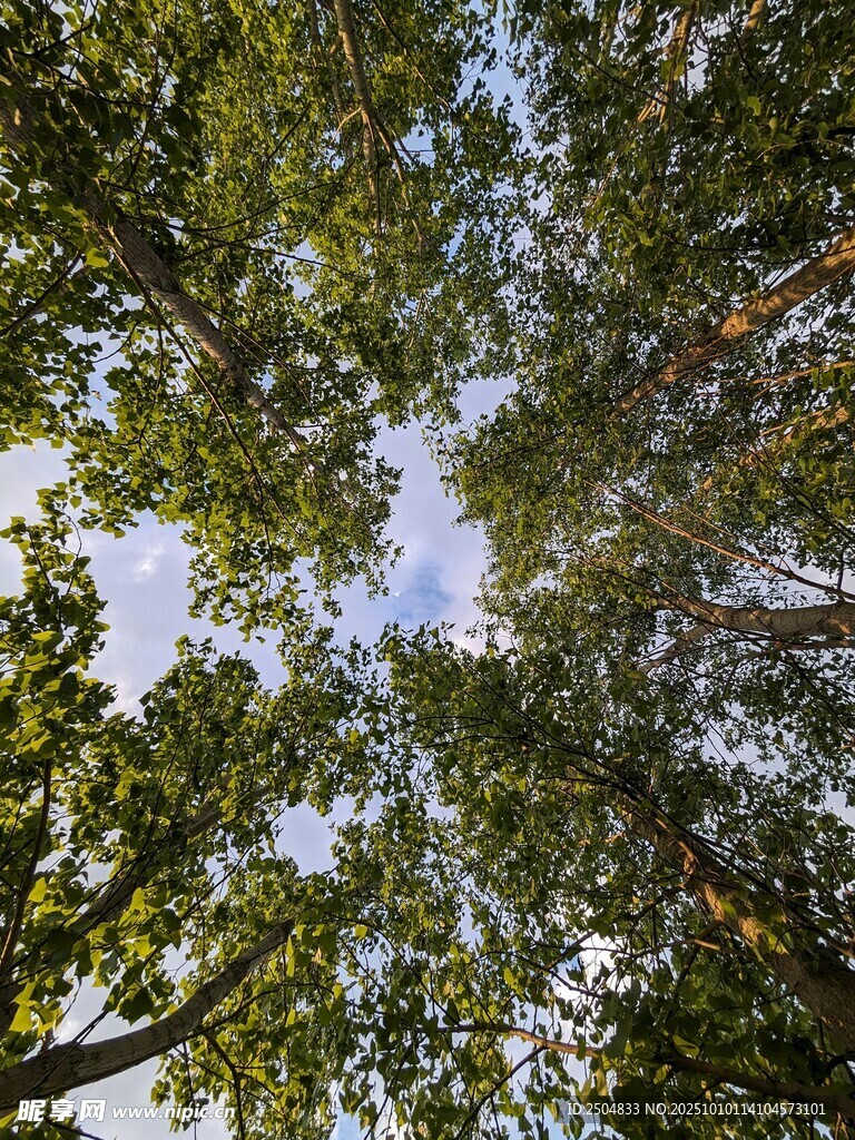 仰视茂密树林树冠