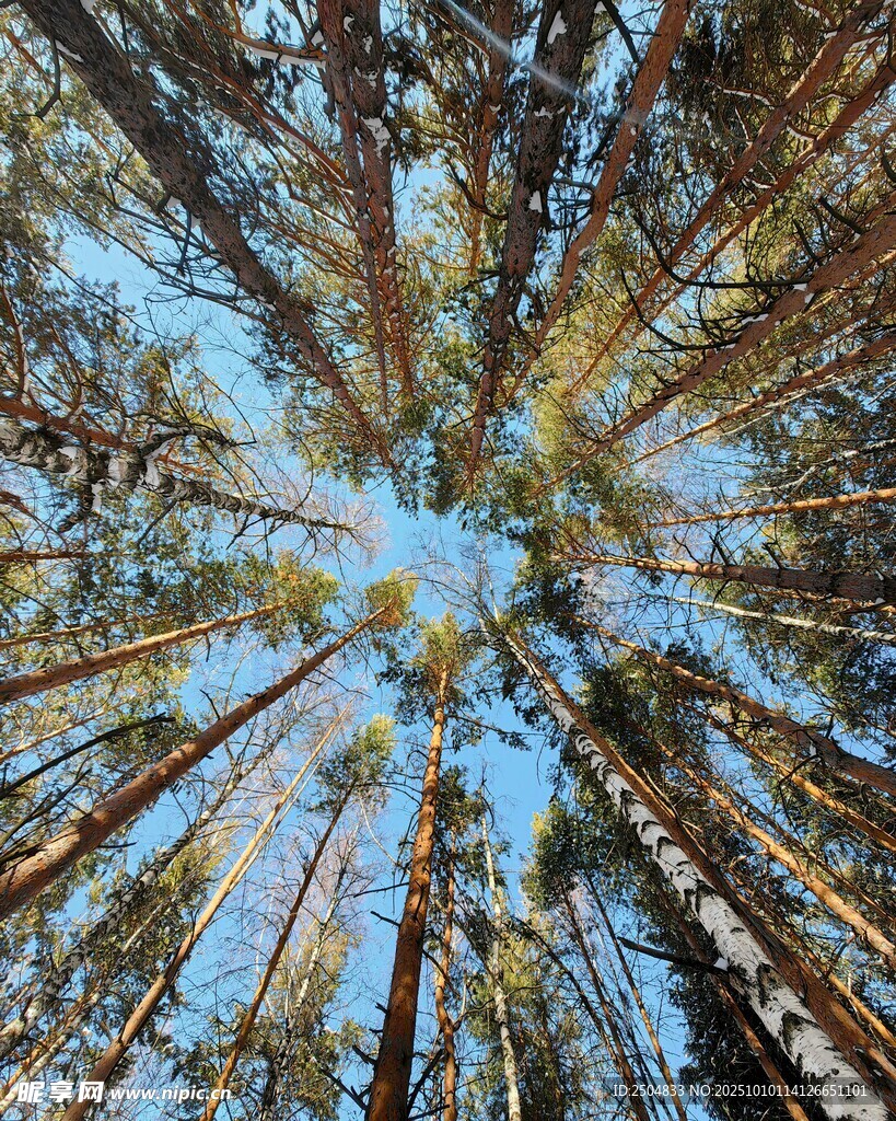 仰视森林树木的壮丽景象